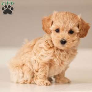 Aria, Maltipoo Puppy